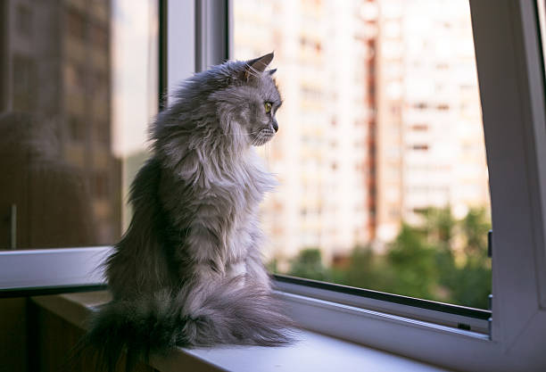 istock Beautiful grey cat sitting on windowsill and looking to a 511210800