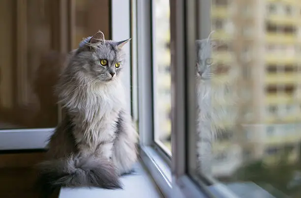 Photo of Beautiful grey cat sitting on windowsill and looking to a