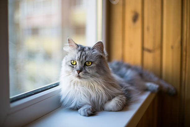 Beautiful grey cat sitting on windowsill and looking to a stock photo