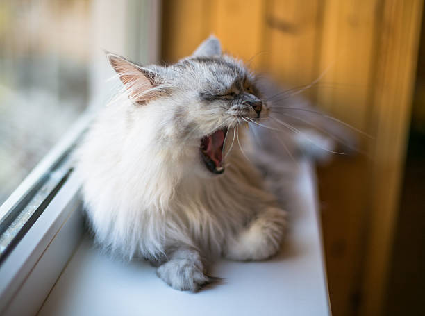 istock Beautiful grey cat sitting on windowsill and looking to a 511210928