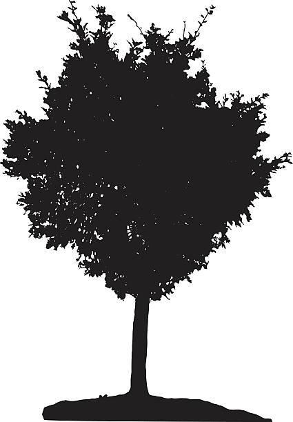 illustrazioni stock, clip art, cartoni animati e icone di tendenza di silhouette di albero - tree silhouette elm tree vector