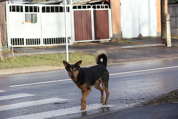 istock Dog on the asphalt road 511211088