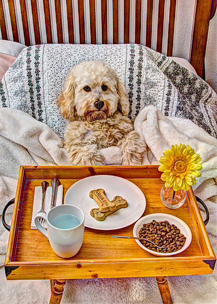 istock Spoiled Dog Enjoys Breakfast In Bed 511211519