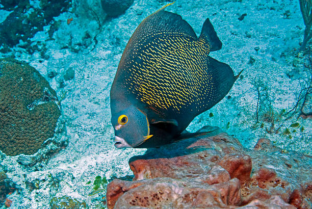 istock Fish at Cozumel, Mexico coral reef 511211866