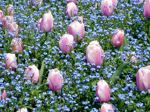 Mixed bed of Pink Tulips and Forget-Me-Nots