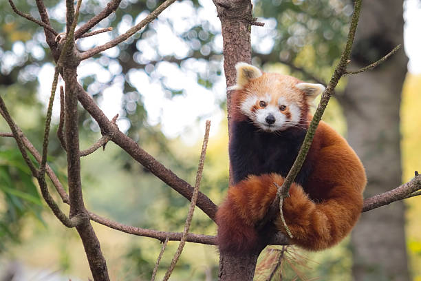 Little red panda, Ailurus fulgens stock photo