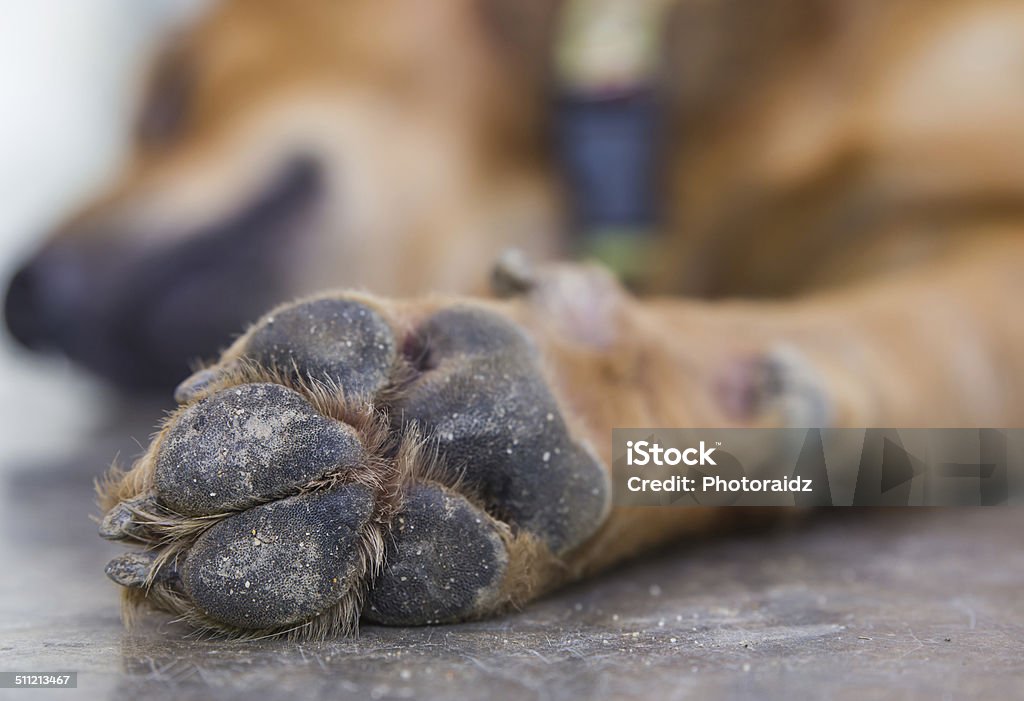 Cão pés e pernas - Foto de stock de Animal royalty-free