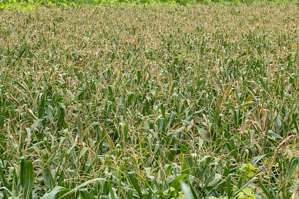 istock Green field of corn growing up 511213627