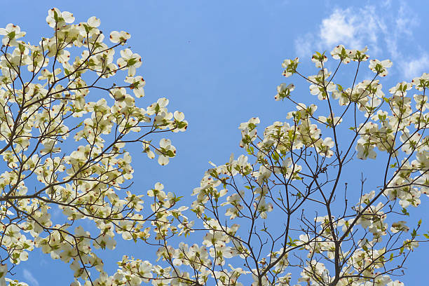 istock Flowering Dogwood in Massachusetts State Forest 511213636