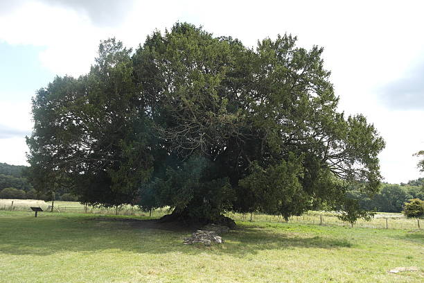 istock Yew Tree at Waverley Abbey 511213863