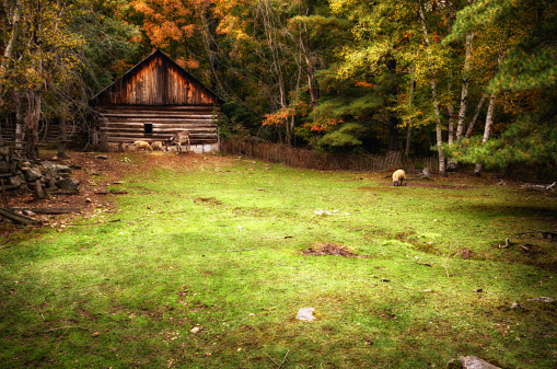 A historic log house on the edge of a forest with a fenced field.  A donkey and three sheep in the field feed on the grass during the autumn season.