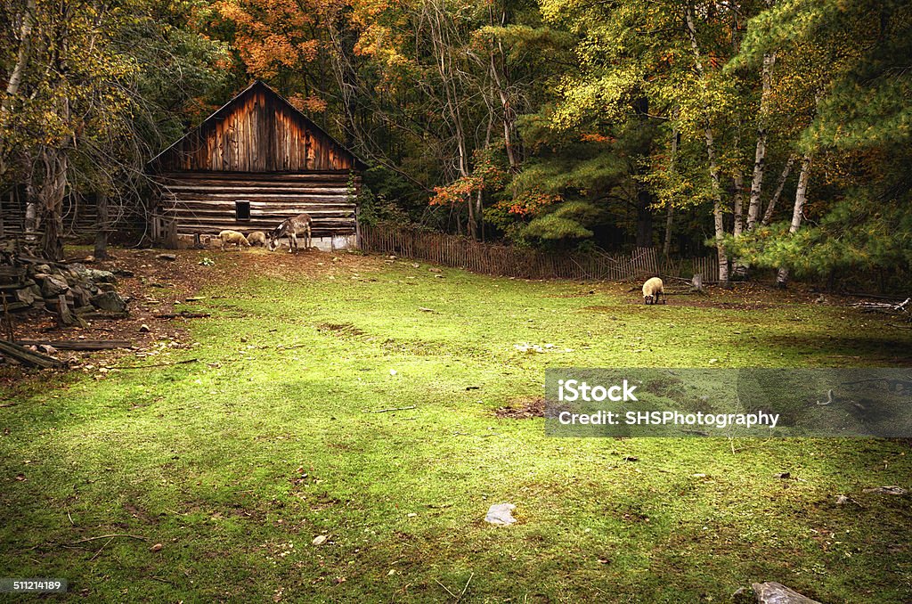 Farm Animals Eating By a Log House A historic log house on the edge of a forest with a fenced field.  A donkey and three sheep in the field feed on the grass during the autumn season. Cultures Stock Photo