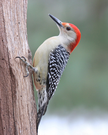 A male red-bellied woodpecker (Melanerpes carolinus) perching on a branch in winter
