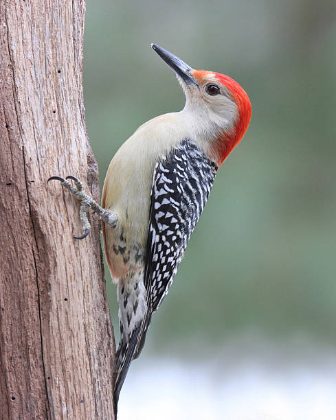 Winter Red Bellied Woodpecker stock photo