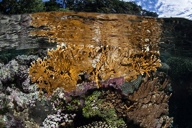 istock Fire Coral in Shallow Water 511216286