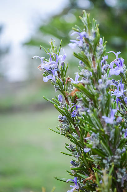 istock rosemary flowers 511216776