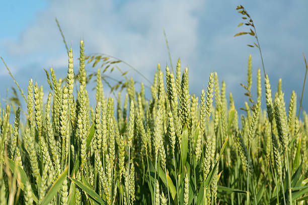 istock green wheat in a field against the cloudy sky 511218174