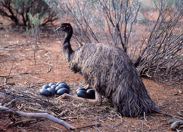 Male Emu Male Emu sitting on a nest of eggs.Australia birds nest with eggs stock pictures, royalty-free photos & images