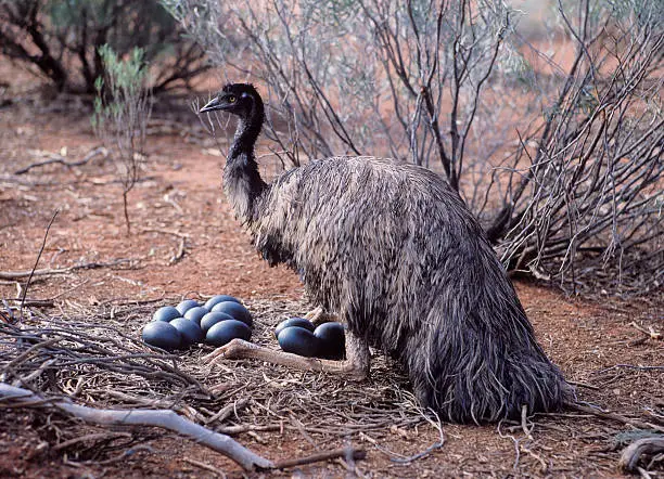 Photo of Male Emu