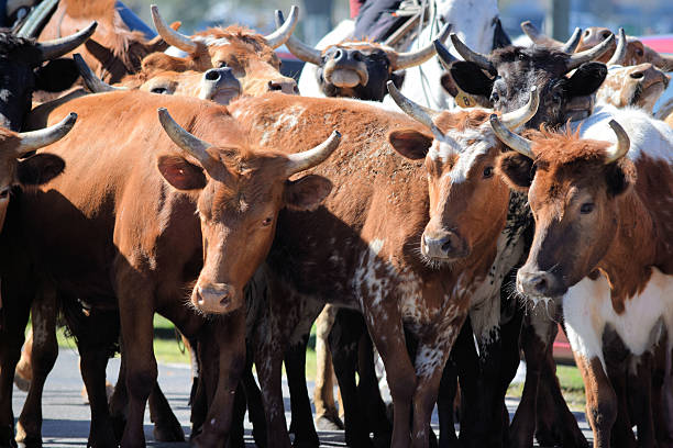 locais de gado dirigir de ocala, flórida - cattle drive - fotografias e filmes do acervo