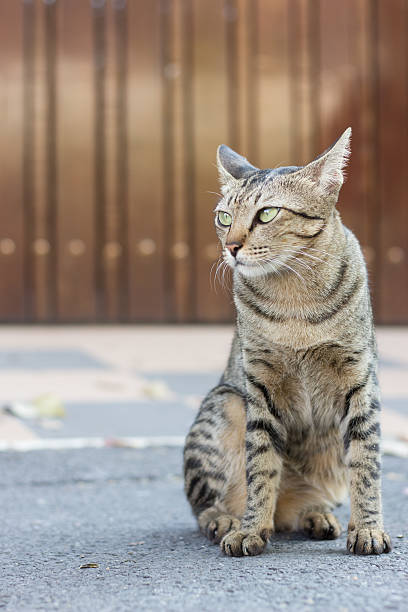 istock Cat on the street 511220390