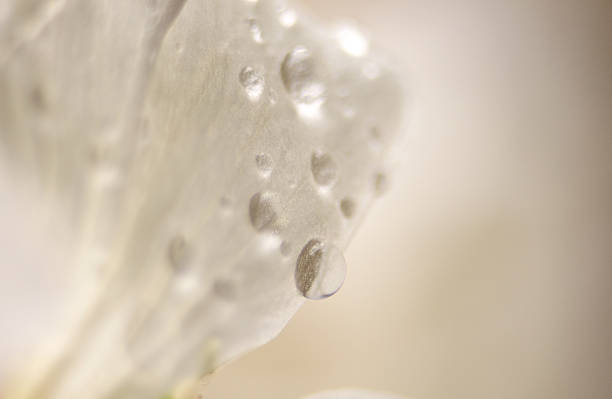 이 슬 방울 흰색 꽃잎 스톡 사진