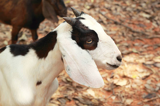 istock Close-up goat in the nature 511240685