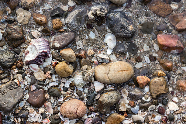 istock Wet rocks on the beach 511241487
