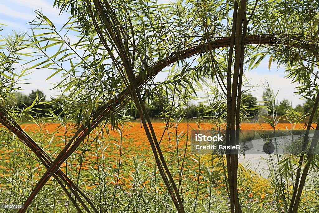 Blume Feld mit Calendula officinalis - Lizenzfrei Alternative Medizin Stock-Foto
