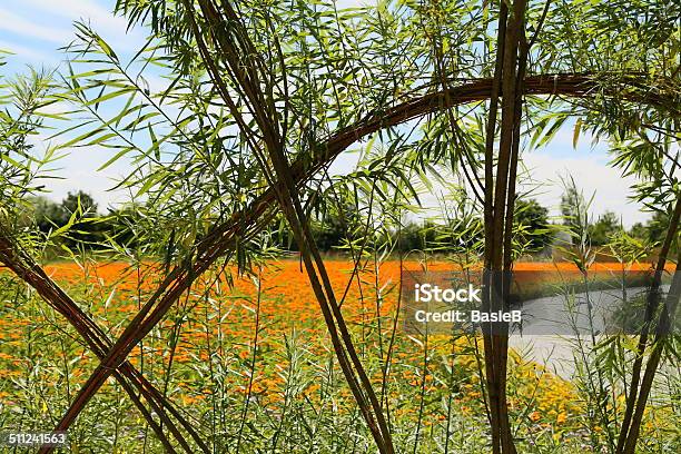 Blume Feld Mit Calendula Officinalis Stockfoto und mehr Bilder von Alternative Medizin - Alternative Medizin, Blatt - Pflanzenbestandteile, Blume