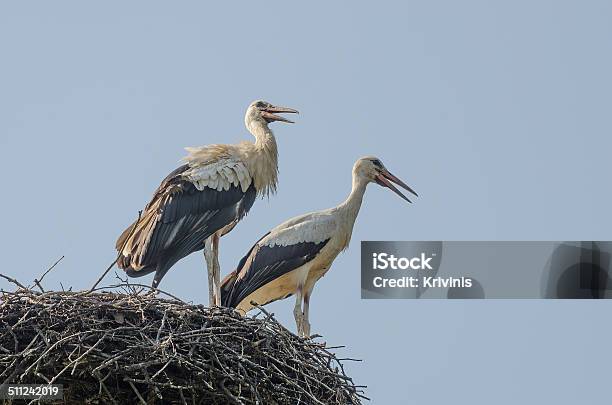 Two Storks Stock Photo - Download Image Now - Adult, Animal, Animal Nest