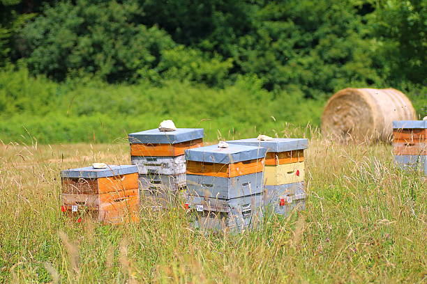 Outdoors shot of some wood homemade beehive, in agriculture field in summer.