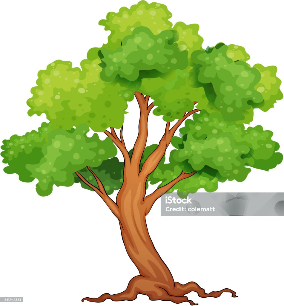 Single tree Illustration of a closeup single tree Botany stock vector
