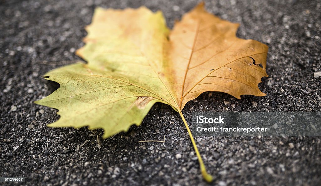 changing color of the Autumn maple leaf changing color of the Autumn maple leaf  Asphalt Stock Photo