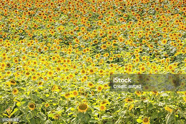 Sunflowers Field Stock Photo - Download Image Now - Agricultural Field, Agriculture, Color Image