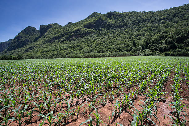 istock Field of young corn plants 511246417