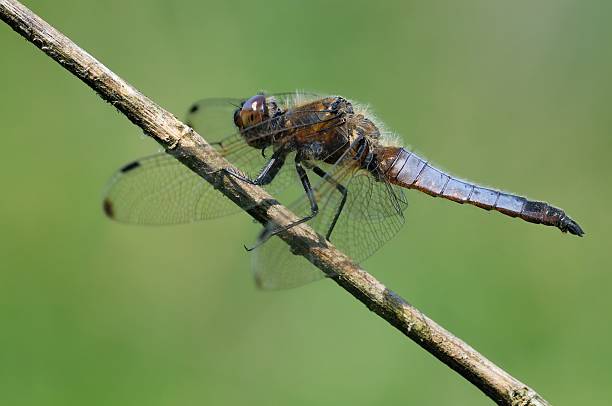 istock Orthetrum cancellatum, male 511277495