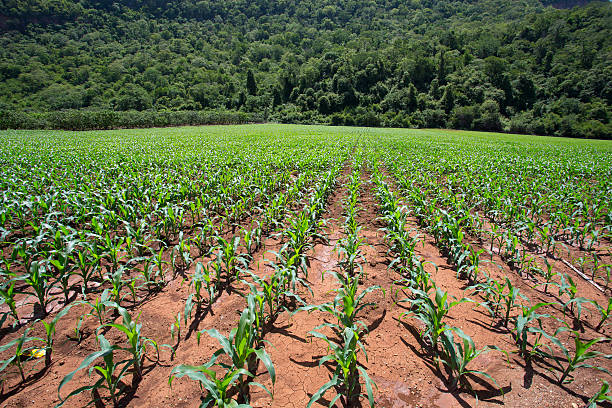 istock Field of young corn plants 511277617