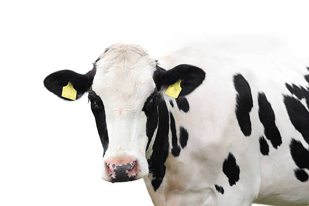 istock cow isolated on a white background 511277775