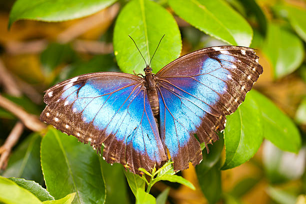 istock Caligo eurilochus 511278467