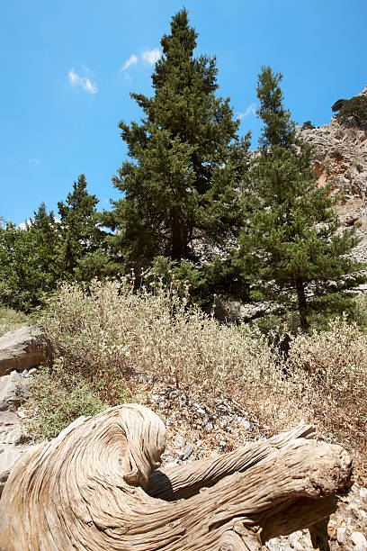istock Death trunk at Imbros Gorge. Crete. Greece 511278537