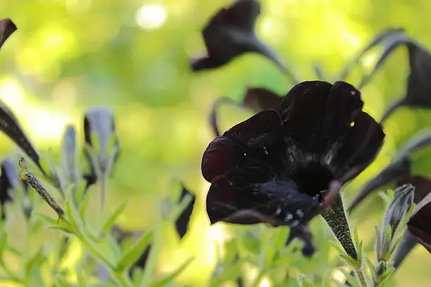 A close-up image of several deep black petunias.