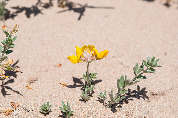 istock Cretan trefoil, Lotus creticus 511280781