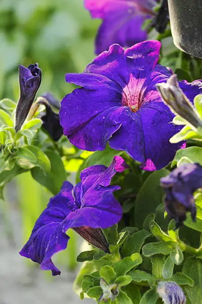 A close-up image of several deep purple petunias.