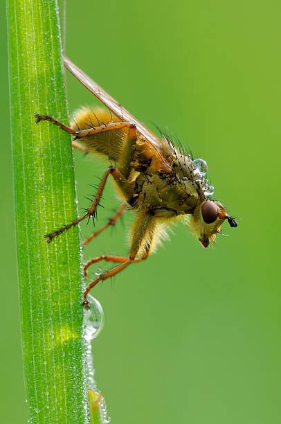 istock scatophaga stercoraria 511281563
