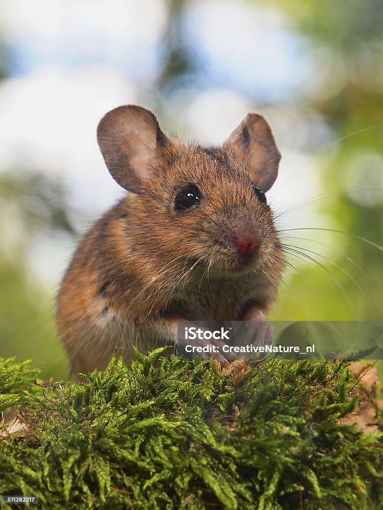 Field Mouse (Apodemus sylvaticus) in a forest Field Mouse (Apodemus sylvaticus) on the Forest Floor in it's Natural Habitat Agricultural Field Stock Photo