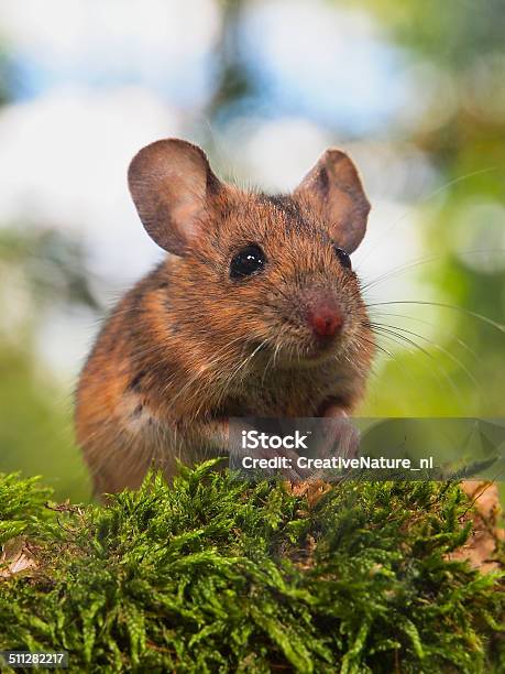 Field Mouse In A Forest Stock Photo - Download Image Now - Agricultural Field, Forest, Mouse - Animal
