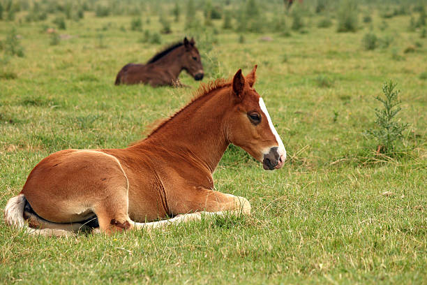istock horse foals lying on field 511282247