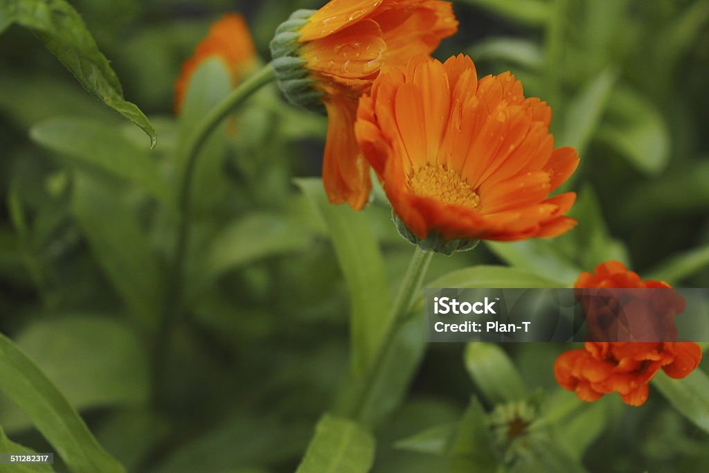 Marigold Alternative Medicine Stock Photo