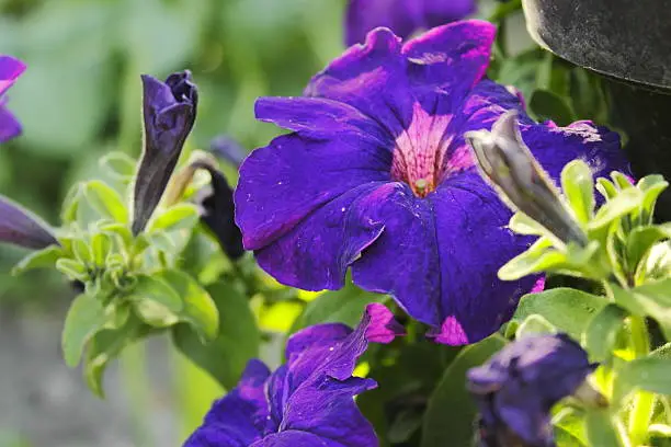 A close-up image of several deep purple petunias.